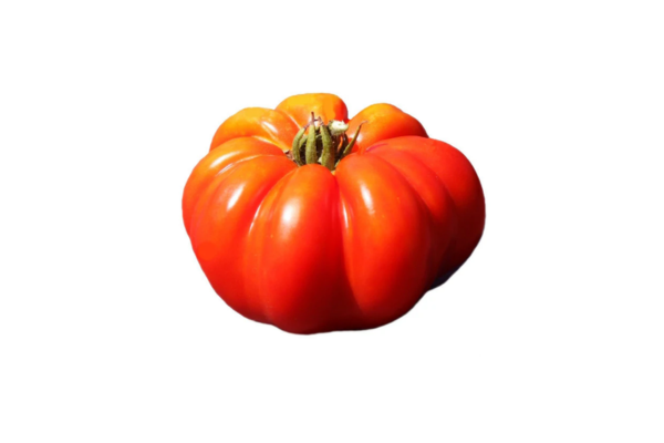 pomodoro-blu-costoluto-pomodoro-eridano-vivai-piacenza