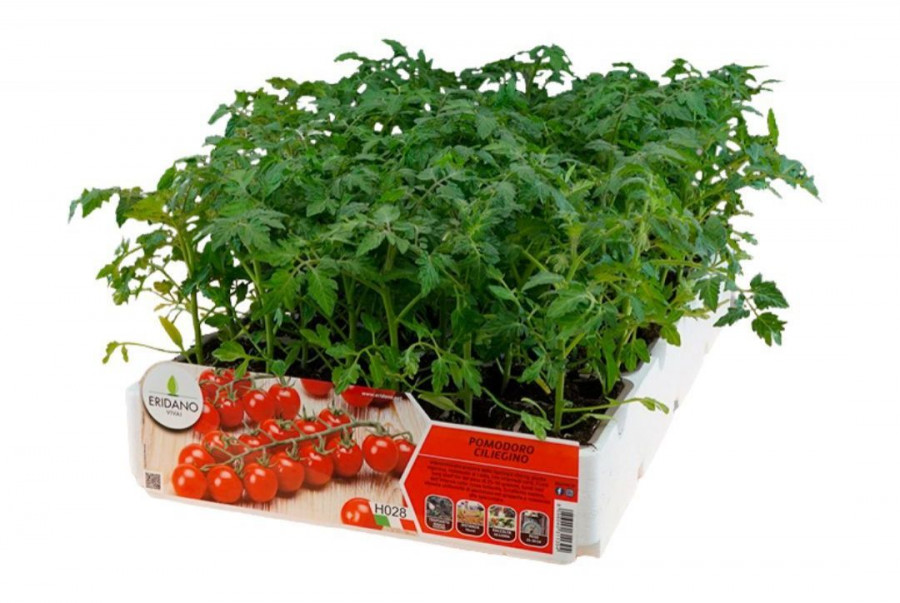 Semi Di Pomodoro Cimelio – Blu Rosa Lucido – 10+ Semi – Facile Da Coltivare – Fresh