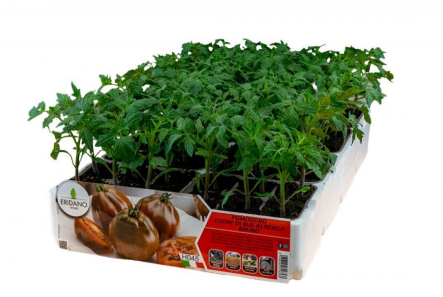 Pomodoro blu: la moda che ci porta vantaggi - Il Giardino Commestible Pomodoro blu: la moda che ci porta vantaggi - Il Giardino Commestible