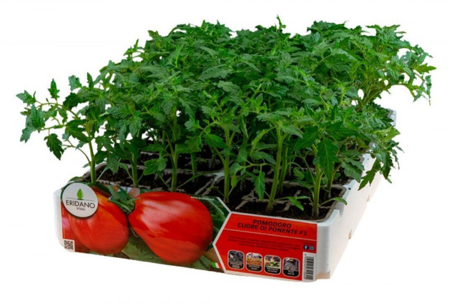 Pomodoro blu: la moda che ci porta vantaggi - Il Giardino Commestible