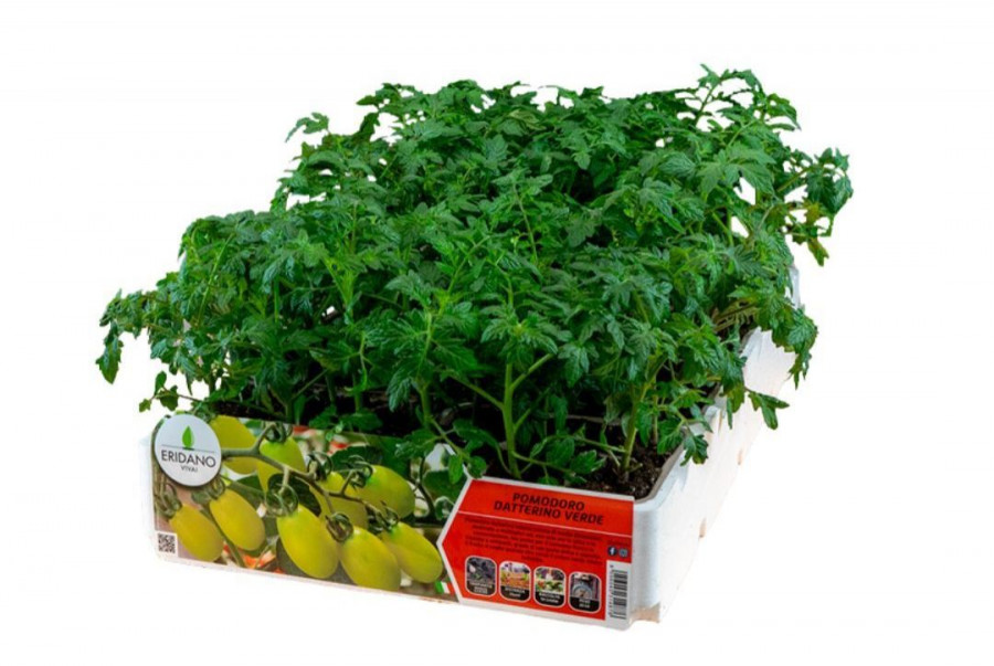 Pomodoro BELMONTE SILANO - FINCO Agricoltura srl