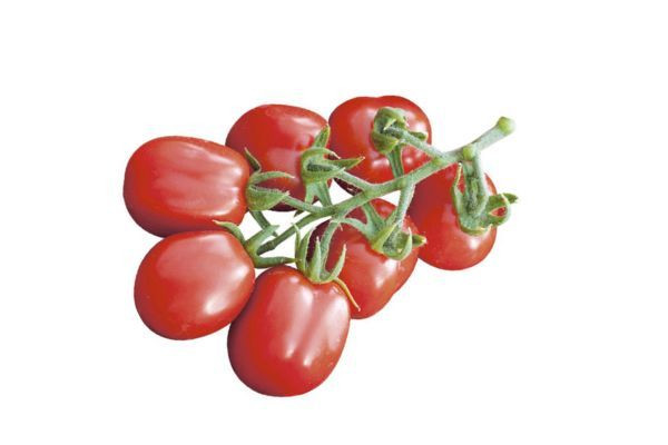 Pomodoro a Cuore Ligure rosa Rosamunda F1 innestato - Vendita Piante Online Pomodoro a Cuore Ligure rosa Rosamunda F1 innestato - Vendita Piante Online