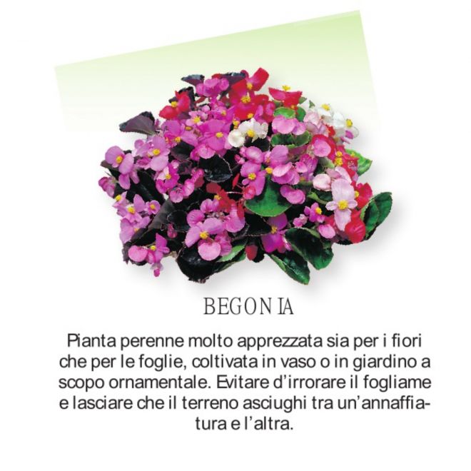 Novità Fiori all'ingrosso - Begonia
