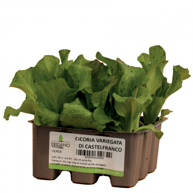 CICORIA VARIEGATA DI CASTELFRANCO - CICORIA - ERIDANO VIVAI - Piacenza