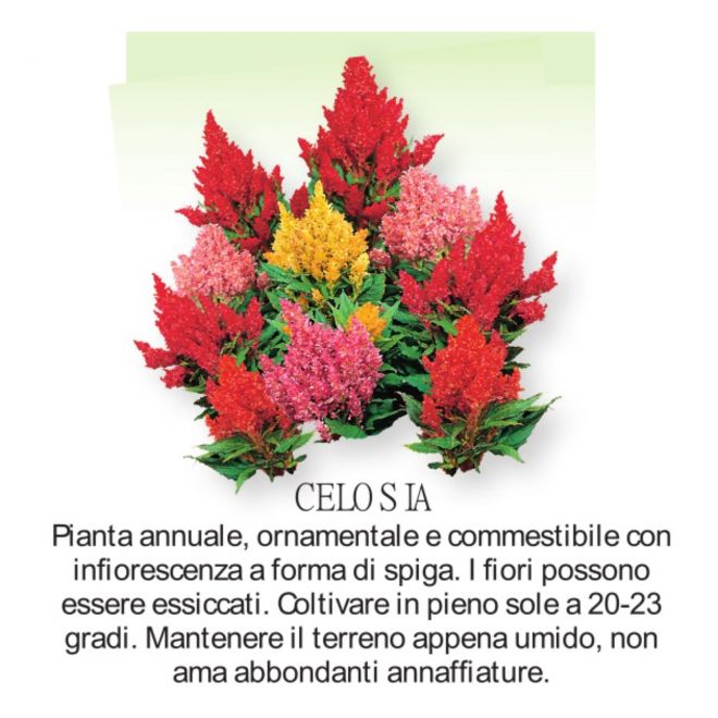 Novità Fiori all'ingrosso - Celosia