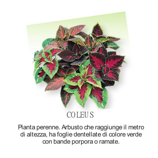 Novità Fiori all'ingrosso - Coleus