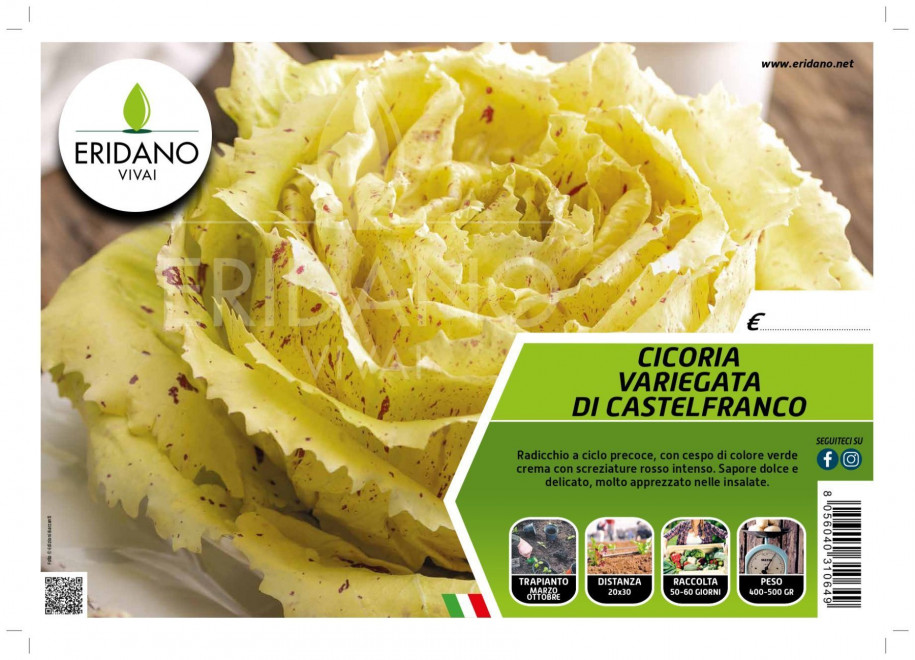 CICORIA VARIEGATA DI CASTELFRANCO - CICORIA - ERIDANO VIVAI - Piacenza