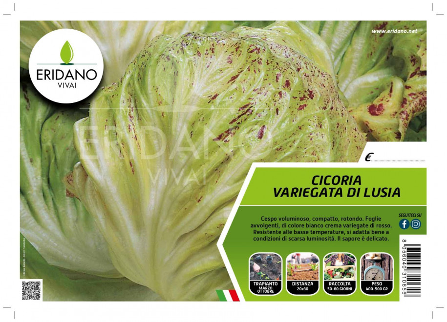 CICORIA VARIEGATA DI LUSIA - CICORIA - ERIDANO VIVAI - Piacenza