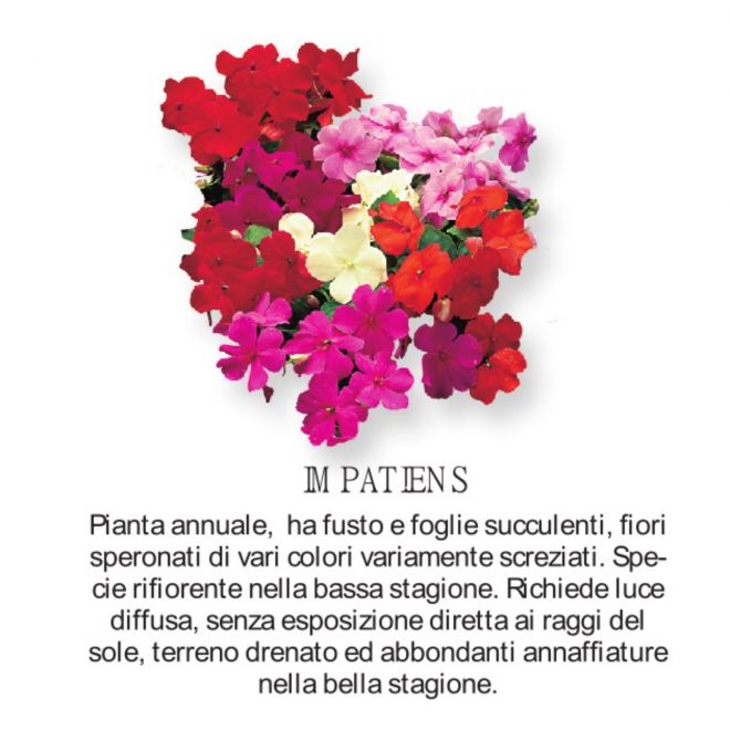 Novità Fiori all'ingrosso - Impatiens