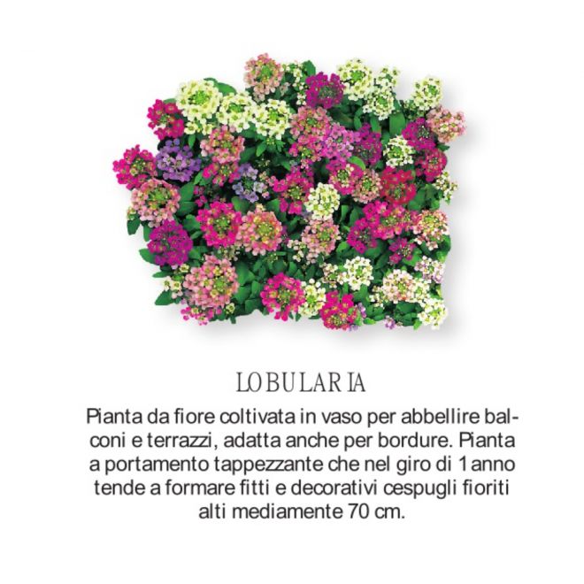 Novità Fiori all'ingrosso - Lobularia