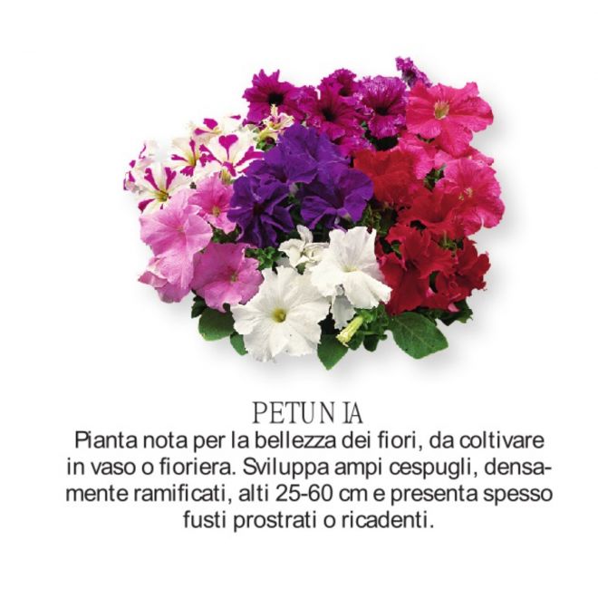 Novità Fiori all'ingrosso - Petunia