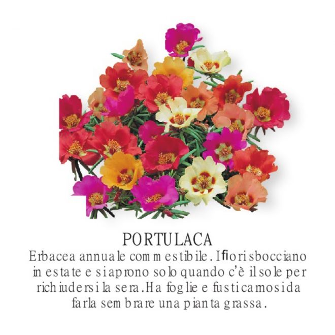 Novità Fiori all'ingrosso - Portulaca