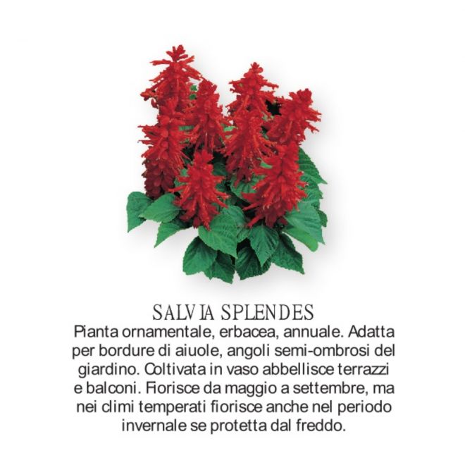 Novità Fiori all'ingrosso - Salvia Splendes