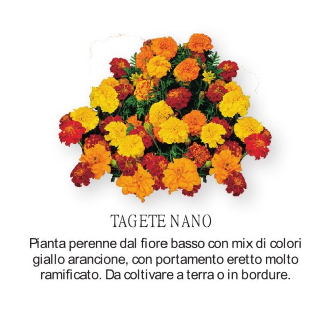 Novità Fiori all'ingrosso - Tagete Nano