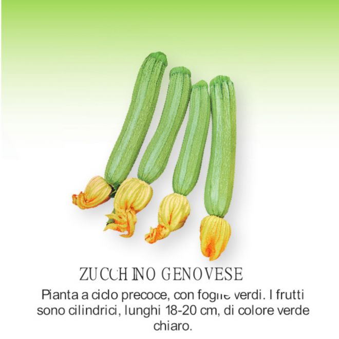novità 2021 orto per vivai - Zucchino Genovese piantine in pack