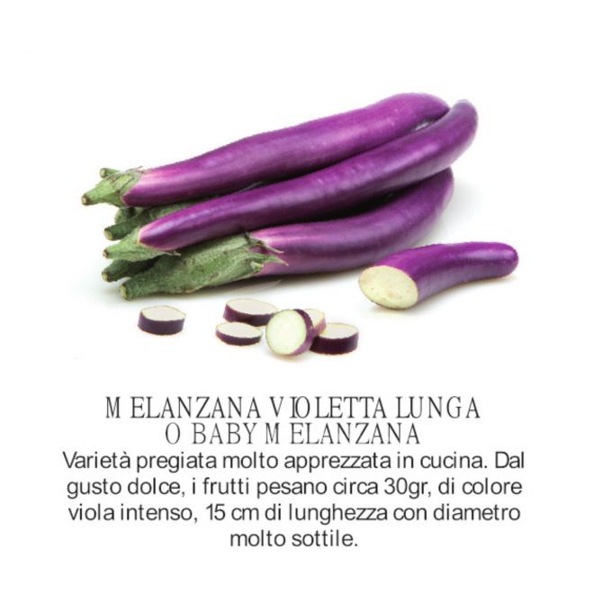 novità 2021 orto per vivai  - Melanzana violetta lunga - baby melanzana - piantine all'ingrosso