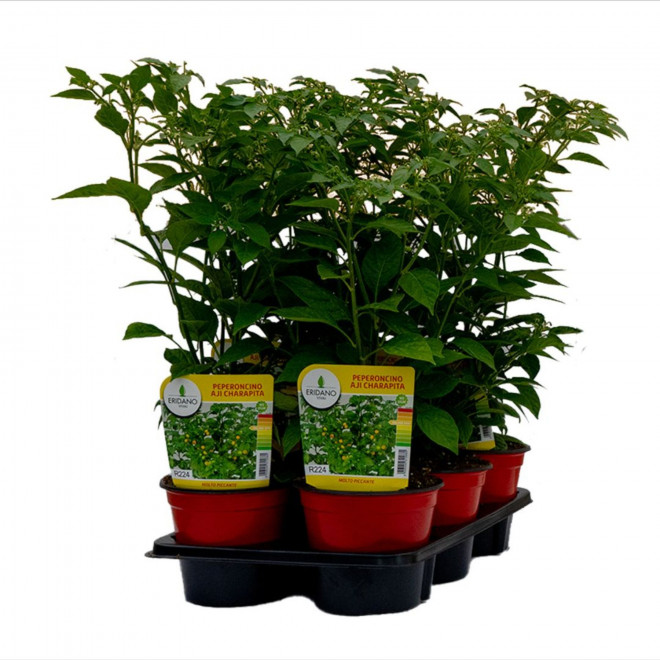 Semi Di Peperoncino Aji Charapita Alta Qualità Vaso 14 Pianta Annuale