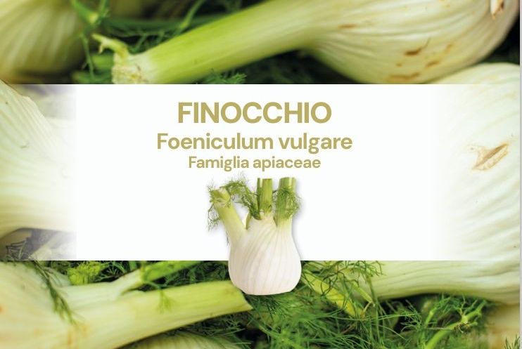 Finoccio Tea FINOCCHIO - Foeniculum vulgare - Consigli di coltivazione - ERIDANO ...